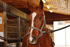 Chestnut Horse in Stable