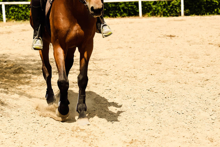 Close Up of Trotting Horse