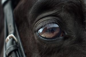 Dark Horse's Eye Close Up