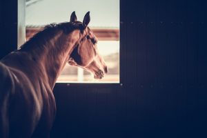 Horse Looking Out of Stables