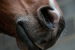 Horse Snout
