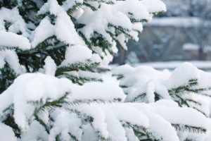 Snow Covered Pine Tree