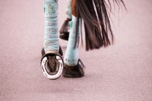 Racehorse with Bandaged Legs