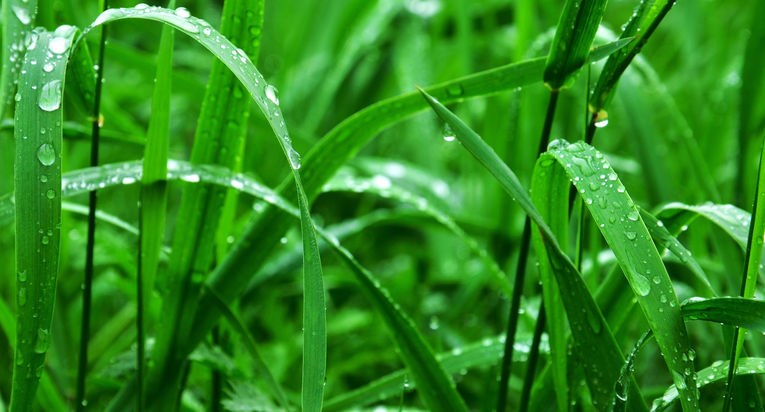 Rain on Grass