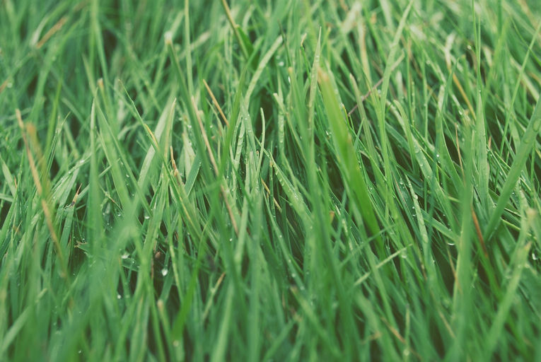 Wet Grass